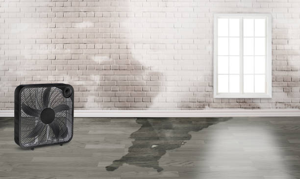 Best Basement water damage restoration  in Mount Gilead, OH